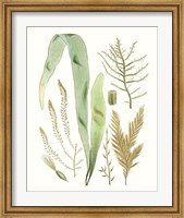 Framed Antique Seaweed Composition II