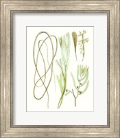 Framed Antique Seaweed Composition III