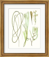 Framed Antique Seaweed Composition III