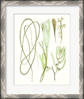 Framed Antique Seaweed Composition III