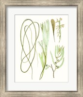 Framed Antique Seaweed Composition III