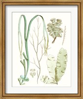 Framed Antique Seaweed Composition IV