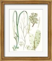 Framed Antique Seaweed Composition IV