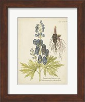 Framed Eloquent Botanical II