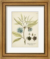 Framed Eloquent Botanical III