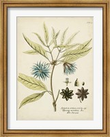 Framed Eloquent Botanical III