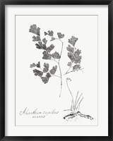 Framed Botanical Imprint I