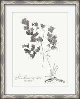 Framed Botanical Imprint I