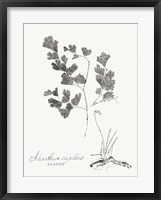 Framed Botanical Imprint I