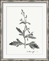 Framed Botanical Imprint III