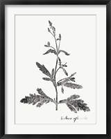 Framed Botanical Imprint III