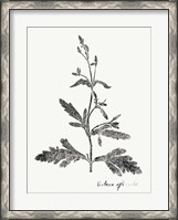 Framed Botanical Imprint III