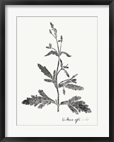 Botanical Imprint III Framed Print
