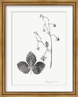 Framed Botanical Imprint IV