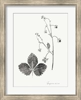 Framed Botanical Imprint IV