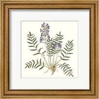 Framed 'Graceful Botanical I' border=