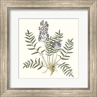 Framed Graceful Botanical I