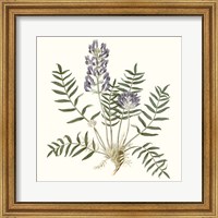 Framed Graceful Botanical I