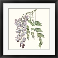 Graceful Botanical II Framed Print