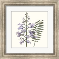 Framed Graceful Botanical III