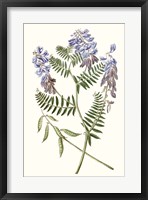 Framed Graceful Botanical V