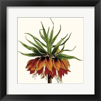 Framed Cropped Antique Botanical V