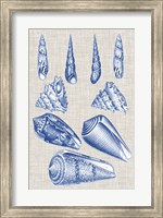 Framed Navy & Linen Shells VI