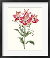 Roseate Blooms I Framed Print