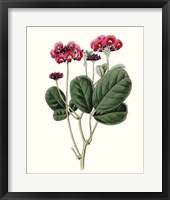 Roseate Blooms III Framed Print