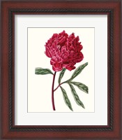 Framed Roseate Blooms IV