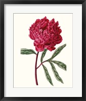 Roseate Blooms IV Framed Print