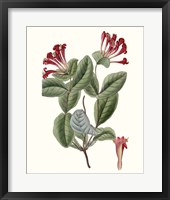 Roseate Blooms V Framed Print