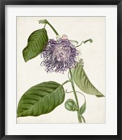 Vintage Passionflower I Framed Print