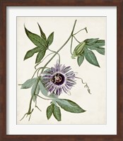 Framed Vintage Passionflower II
