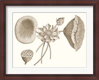 Framed Sepia Water Lily I