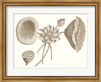 Framed Sepia Water Lily I
