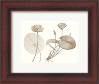 Framed Sepia Water Lily II
