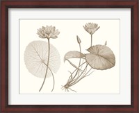 Framed Sepia Water Lily II