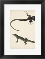 Framed Lizard Diptych I