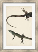 Framed Lizard Diptych I