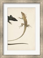 Framed Lizard Diptych II