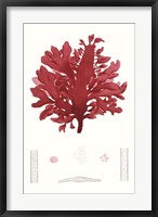 Framed Striking Seaweed I