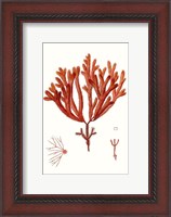 Framed Striking Seaweed II