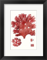 Framed Striking Seaweed IV