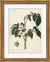 Framed Antique Foliage & Fruit II