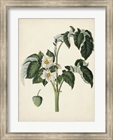 Framed Antique Foliage & Fruit II