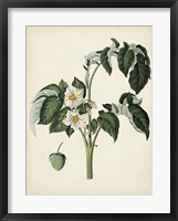 Antique Foliage & Fruit II Framed Print