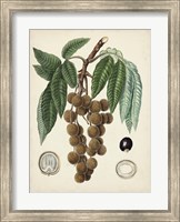 Framed Antique Foliage & Fruit III