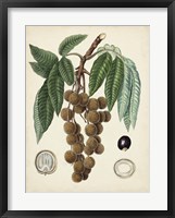 Antique Foliage & Fruit III Framed Print