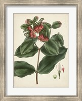 Framed Antique Foliage & Fruit IV